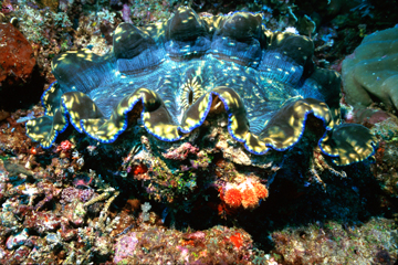giant clam diet