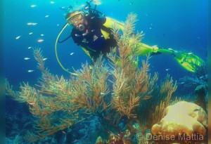 A diver observes a cluster of black coral