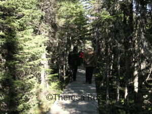 Entering the boreal forest on the boardwalk.