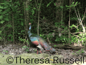 Ocellated turkey crossing the road