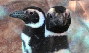 2757 penguins