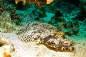 Egypt 7350 Red Sea crocodile fish
