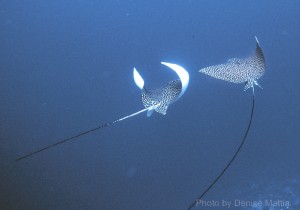 A pair of eagle rays swim into the distance