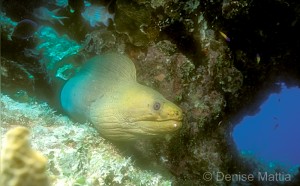 green morau eel BayIs-1