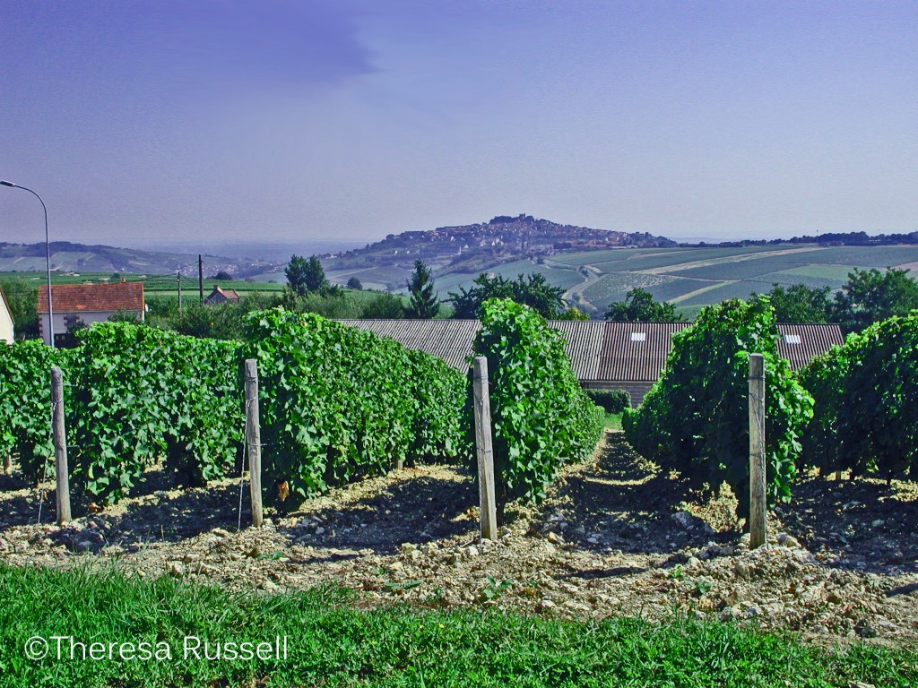 Grapes dominate the landscape.