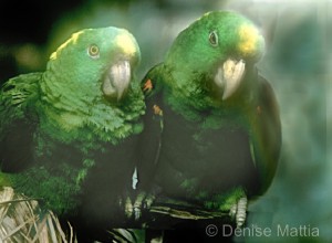 Parrots -1