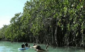 Floating amongst the mangroves