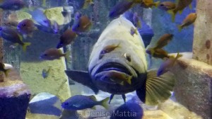 Nas-PI Atlantis fish tank