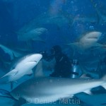Nas-PI sharks at a dive