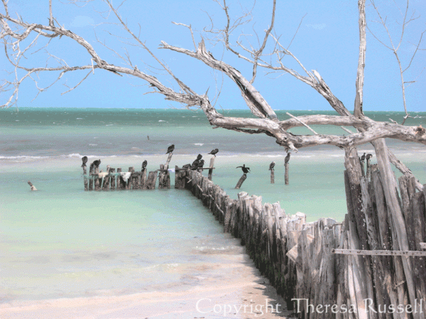 Birds along the shore in Isla Holbox