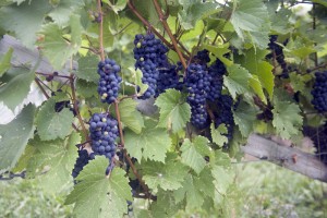 0236 Quebec -grapes ripening at Isle de Bacchus